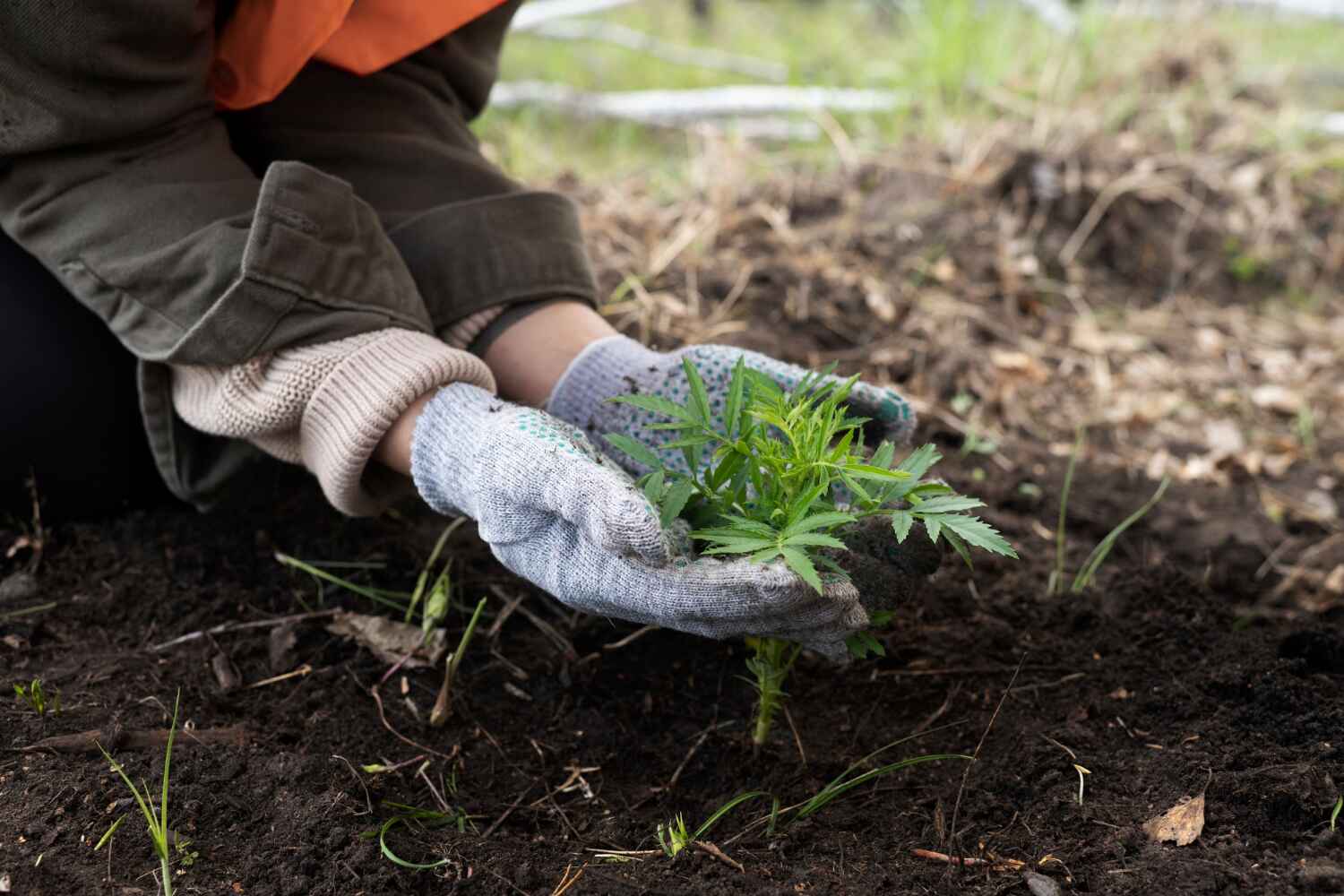 Best Arborist Services Near Me  in Berlin, NH